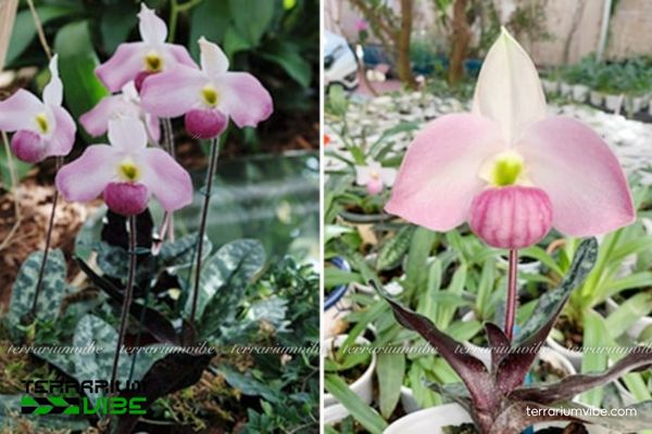 Lan Hài 4 Một số yếu tố để chăm sóc cây Lan Hài trong terrarium