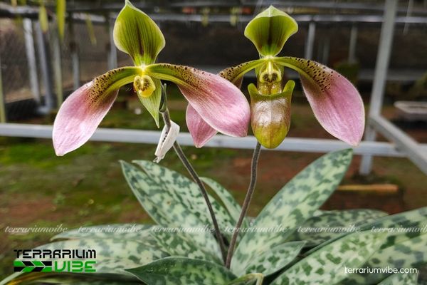 Lan Hài Đài Cuộn 1 Hình thái sinh học của cây Lan Hài Đài Cuộn