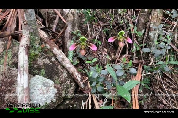 Lan Hài Đài Cuộn 2 Lan Hài Đài Cuộn sinh trưởng trong môi trường ẩm quen suối