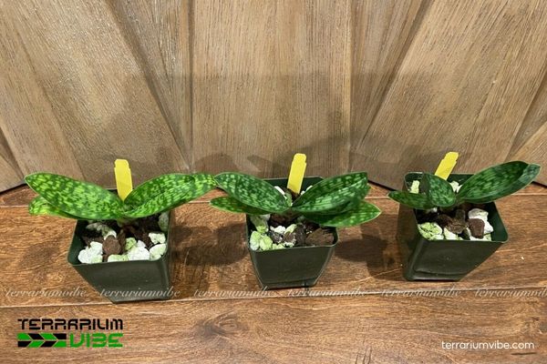 Lan Hài Đài Cuộn 3 Kiều terrarium và cây cảnh có thể kết hợp với Lan Hài Đài Cuộn