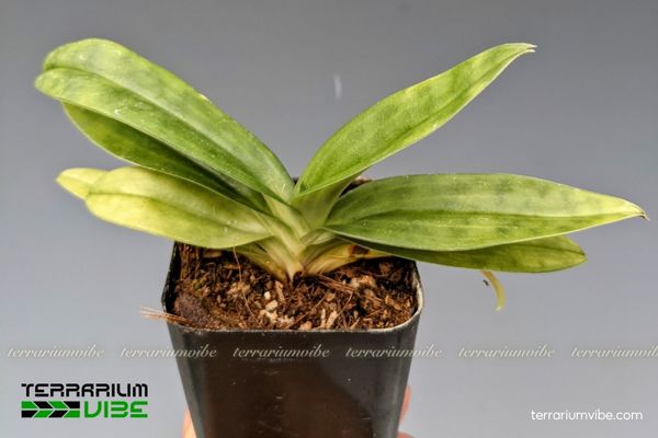 Lan Hài Đài Cuộn 4 Điều kiện môi trường cần thiết cho cây Lan Hài Đài Cuốn phát triển