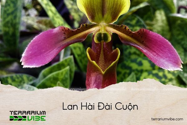 lan-hai-dai-cuon lan hài đài cuộn