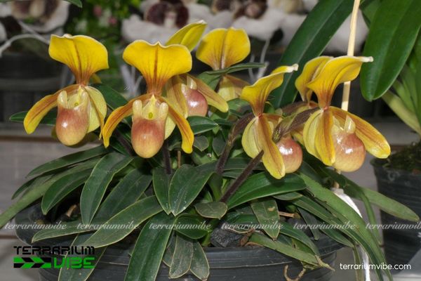 Lan Hài Helen 1 Hình thái sinh học của loài Lan Hài Helen