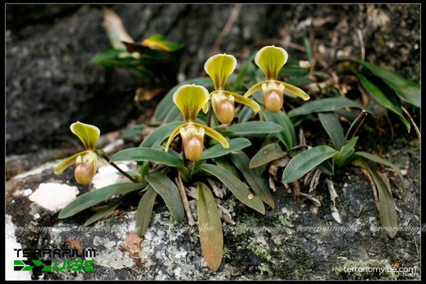 Lan Hài Helen 2 Lan Hài Helen sinh trưởng trên vách đá ẩm có rêu