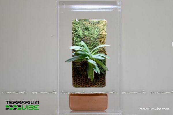 Lan Hài Helen 3 Lan Hài Helen thích nghi tốt trong terrarium và cây kết hợp