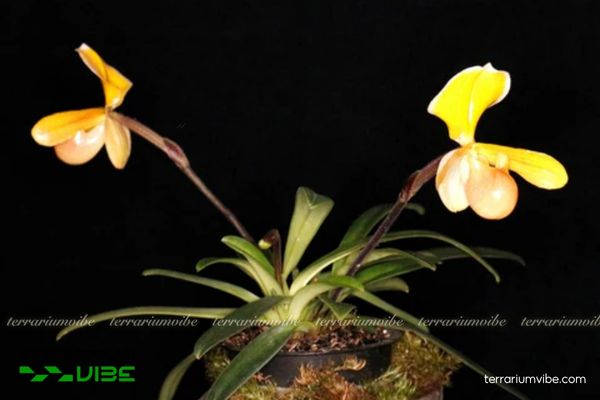 Lan Hài Helen 4 Chú ý các yếu tố chăm sóc cây Hài Helen trong làm tiểu cảnh