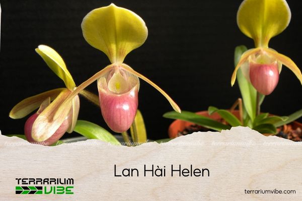 lan-hai-helen lan hài helen