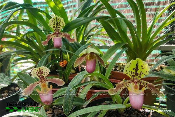 Lan Hài Henry 1 Đặc điểm hình thái học của loài Lan Hài Henry