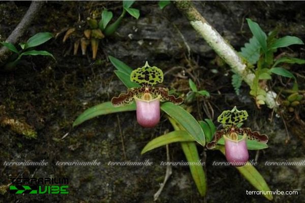 Lan Hài Henry 2 Lan Hài Henry sống trên các dốc đá vôi và lớp lá mục