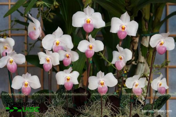 Lan Hài Hồng 1 Đặc điểm hình thái sinh học của Lan Hài Hồng