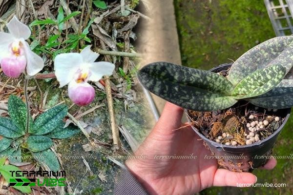 Lan Hài Hồng 2 Tìm hiểu lịch sử phát hiện Lan Hài Hồng