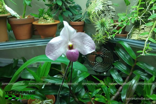 Lan Hài Hồng 3 Đặc tính thích nghi của Lan Hài Hồng trong terrarium