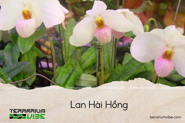 lan-hai-hong lan hài hồng