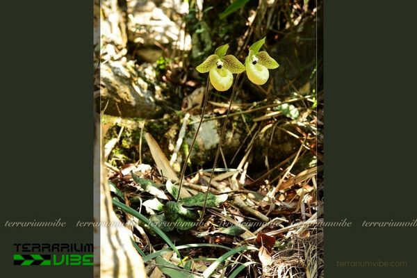 Lan Hài Mã Lị 2 Lan Hài Mã Lị sống trong trên vách đá vôi và hốc đá ẩm