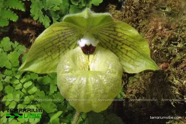 Lan Hài Mã Lị 3 Lan Hài Mã Lị thích hợp trong trong bình hồ cạn dạng mở