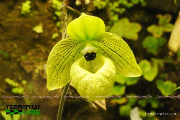 Lan Hài Mã Lị 4 Điều kiện môi trường cần thiết đảm bảo cây Lan Hài Mã Lị phát triển tốt