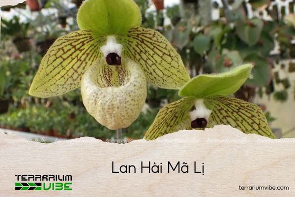 lan-hai-ma-li lan hài mã lị
