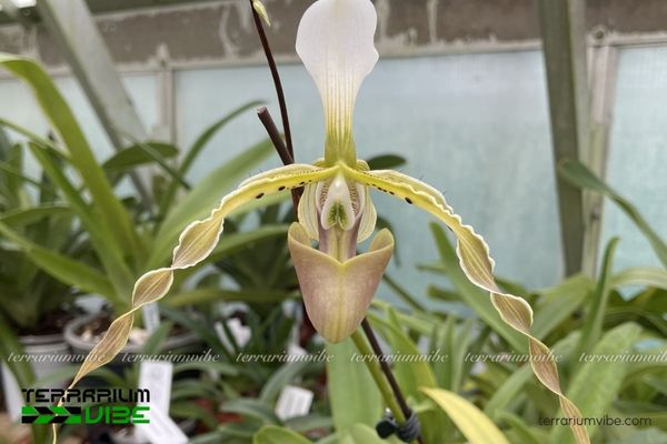 Lan Hài Râu 1 Phân loại học và hình thái của Lan Hài Râu