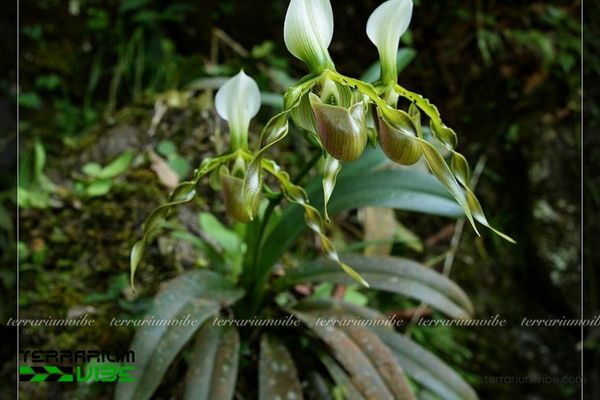 Lan Hài Râu 3 Lan Hài Râu thích hợp trồng trong terrarium theo phong cách hồ cạn và bán cạn