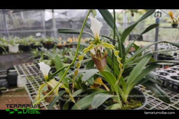 Lan Hài Râu 4 Một vài yêu cầu và kỹ thuật chăm cây cần lưu ý