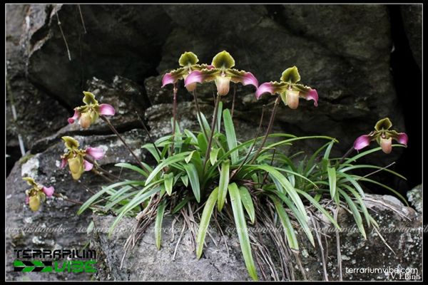 Lan Hài Vệ Nữ 2 Lan Hài Vệ Nữ sống trên những tảng đá phủ rêu, gỗ mục