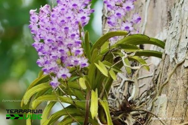 Lan Hải Yến 2 Lan Hải Yến sống trong môi trường rừng rậm tự nhiên