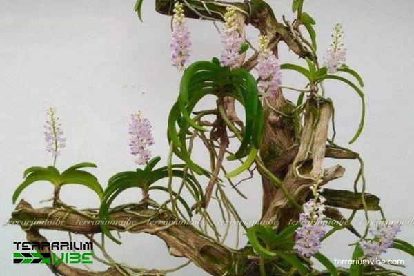 Lan Hải Yến 3 Lan Hải Yến thích hợp trong dạng terrarium mở và bán mở