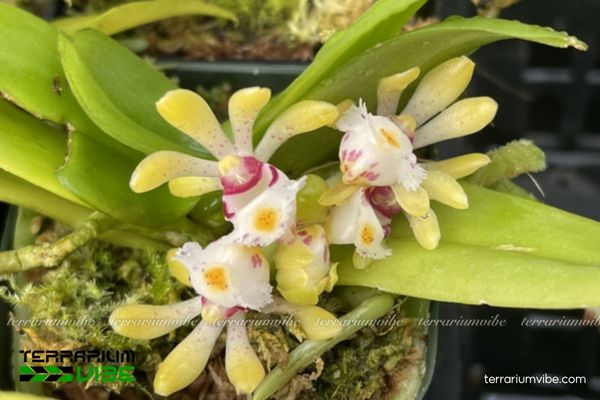 Lan Hàm Lân Tù 1 Đặc điểm hình thái sinh học của Lan Hàm Lân Tù