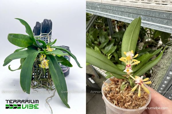 Lan Hàm Lân Tù 2 Lan Hàm Lân Tù thường sinh trưởng trên thân cây, đá nơi có độ ẩm