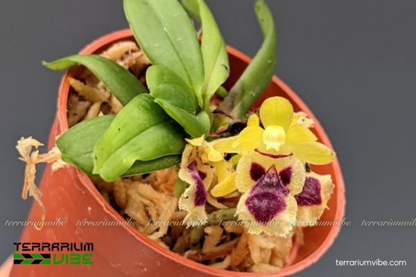 Lan Haraella Retrocalla 1 Phân loại học và hình thái của cây Lan Haraella Retrocalla