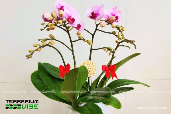 Lan Hồ Điệp Mini 1 Phân loại học và hình thái của Lan Hồ Điệp Mini