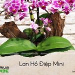 lan hồ điệp mini