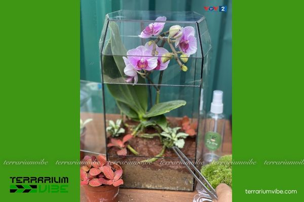 Lan Hồ Điệp Mini 4 Độ ẩm cao, ánh sáng khuếch tán, tưới phun sương đều