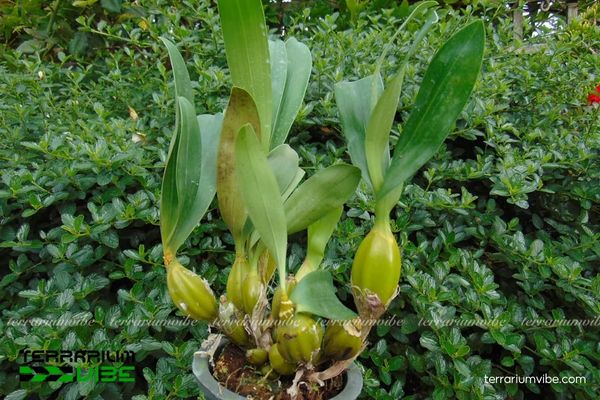 Lan Hoàng Lạp 4 Các yếu tố môi trường cơ bản cần chú ý cho Lan Hoàng Lạp