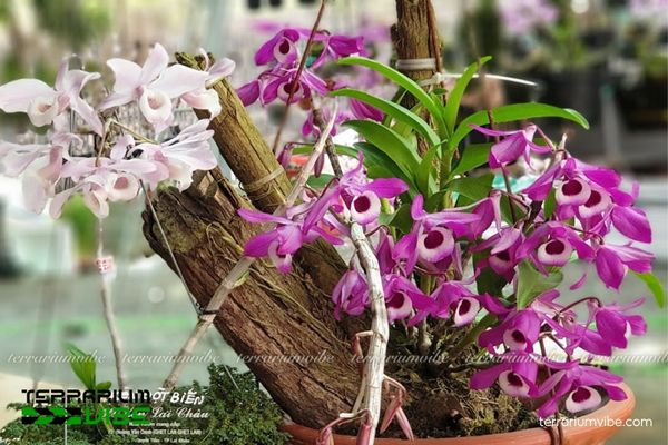 Lan Hoàng Thảo Kèn 1 Đặc điểm hình thái và phân loại học của Lan Hoàng Thảo Kèn