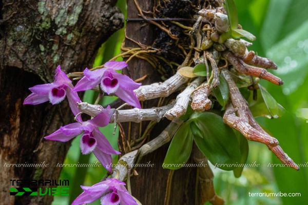 Lan Hoàng Thảo Kèn 2 Đặc điểm môi trường sống của Lan Hoàng Thảo Kèn