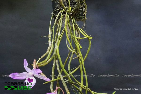 Lan Hoàng Thảo Kèn 3 Kiều terrarium và các loại cây cảnh có thể kết hợp với Lan Hoàng Thảo Kèn