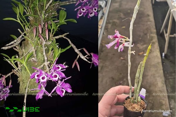 Lan Hoàng Thảo Kèn 4 Những lưu ý về môi trường sống của cây Hoàng Thảo kèn trong terrarium