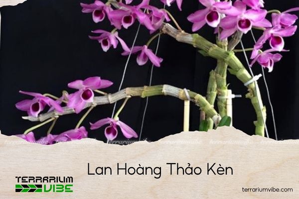 lan-hoang-thao-ken lan hoàng thảo kèn