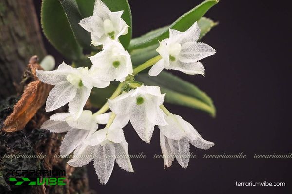 Lan Hymenorchis Phitamii 1 Đặc điểm hình thái sinh học của Lan Hymenorchis Phitamii