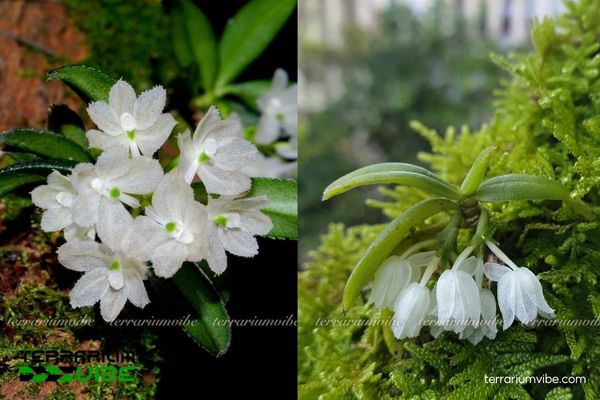 Lan Hymenorchis Phitamii 3 Lan Hymenorchis Phitamii trong terrarium kín, bám trên lũa và rêu