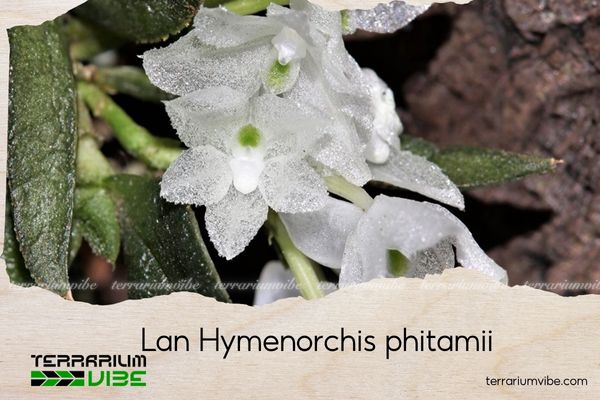 lan-hymenorchis-phitamii lan hymenorchis phitamii