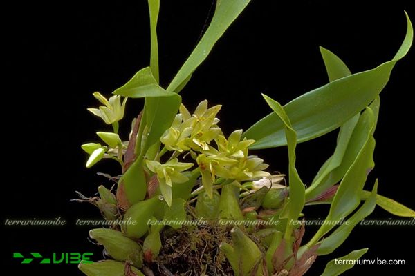 Lan Khúc Thần Hai Hoa 1 Phân loại học và hình thái của Lan Khúc Thần Hai Hoa