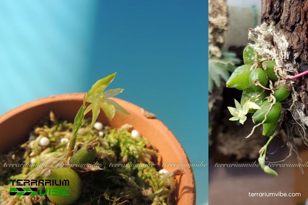 Lan Khúc Thần Hai Hoa 2 Lan Khúc Thần Hai Hoa thường sống ở khu vực ẩm ướt và sống bám trên cây