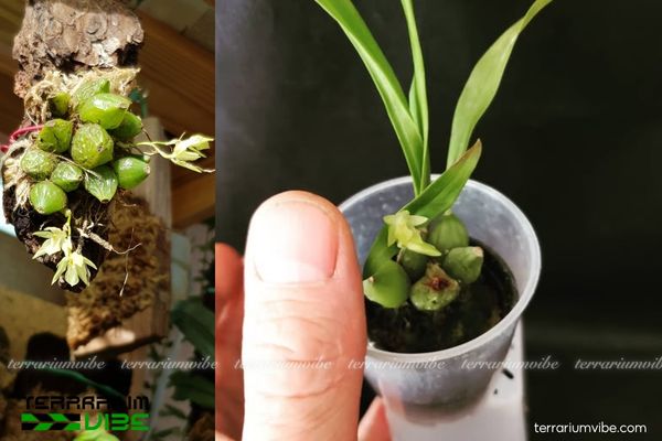 Lan Khúc Thần Hai Hoa 3 Lan Khúc Thần Hai Hoa có thể kết hợp trồng chung với ác loài cây thủy sinh khác