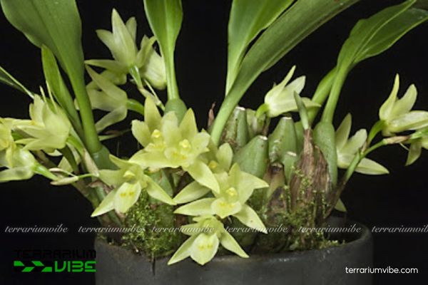 Lan Khúc Thần Hai Hoa 4 Lưu ý về yếu tố cơ bản cần thiết để chăm cây Lan Khúc Thần Hai Hoa