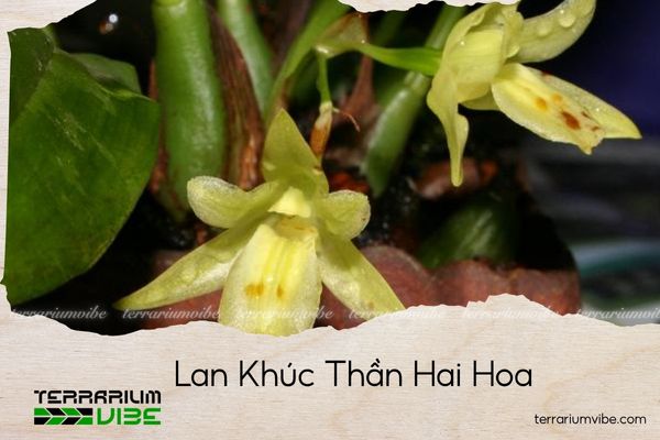 lan-khuc-than-hai-hoa lan khúc thần hai hoa
