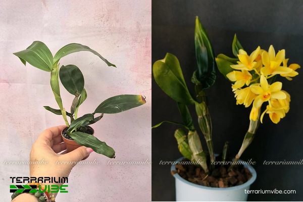 Lan Kiều Dẹt 1 Phân loại học và đặc điểm hình thái của Lan Kiều Dẹt