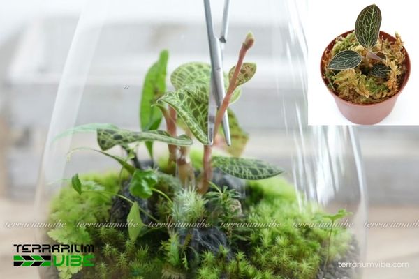 Lan Kim Tuyến 4 Đặc điểm hình thái sinh học của Lan Kim Tuyến