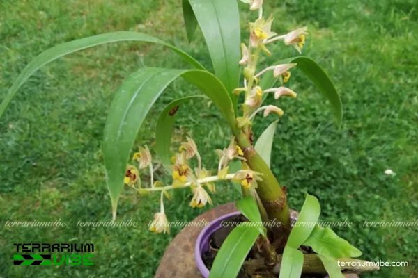 Lan Len Rỉ Sắt 1 Phân loại sinh học về Lan Len Rỉ Sắt